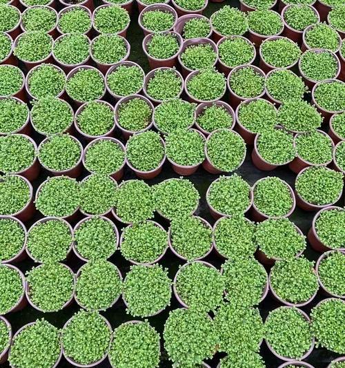 甘露一叶一芽是什么花语？这个花语代表了什么？