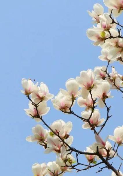 5月3日有特别的花语吗？