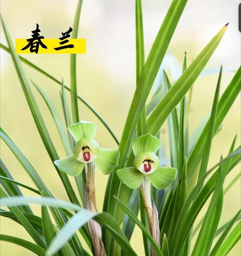 兰花的花语含义有哪些？