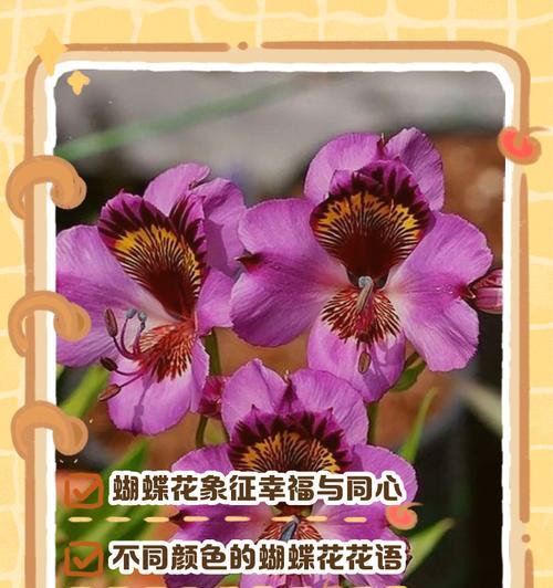 蓝白蝴蝶花象征着什么？它的花语有何深意？
