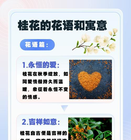 吉祥菊的花语与寓意有何不同？