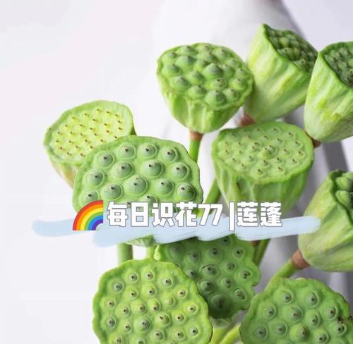 紫沙莲蓬的寓意和花语有哪些？