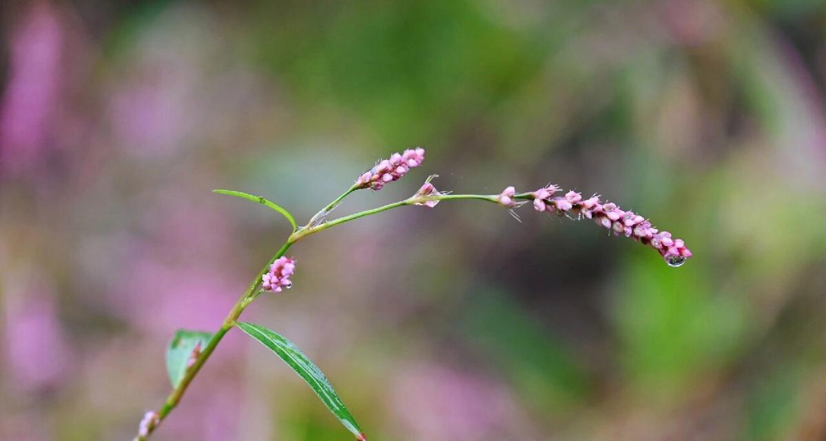 蓼花的花语是什么意思？蓼花代表什么含义？