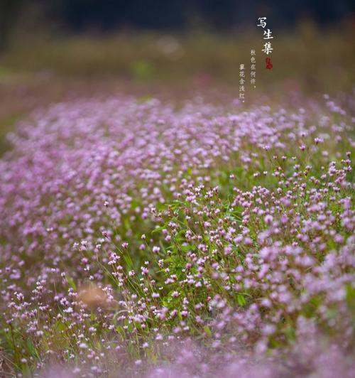 蓼花的花语是什么意思？蓼花代表什么含义？