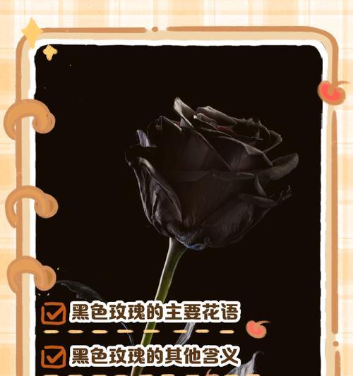 低调花语传达了哪些信息？
