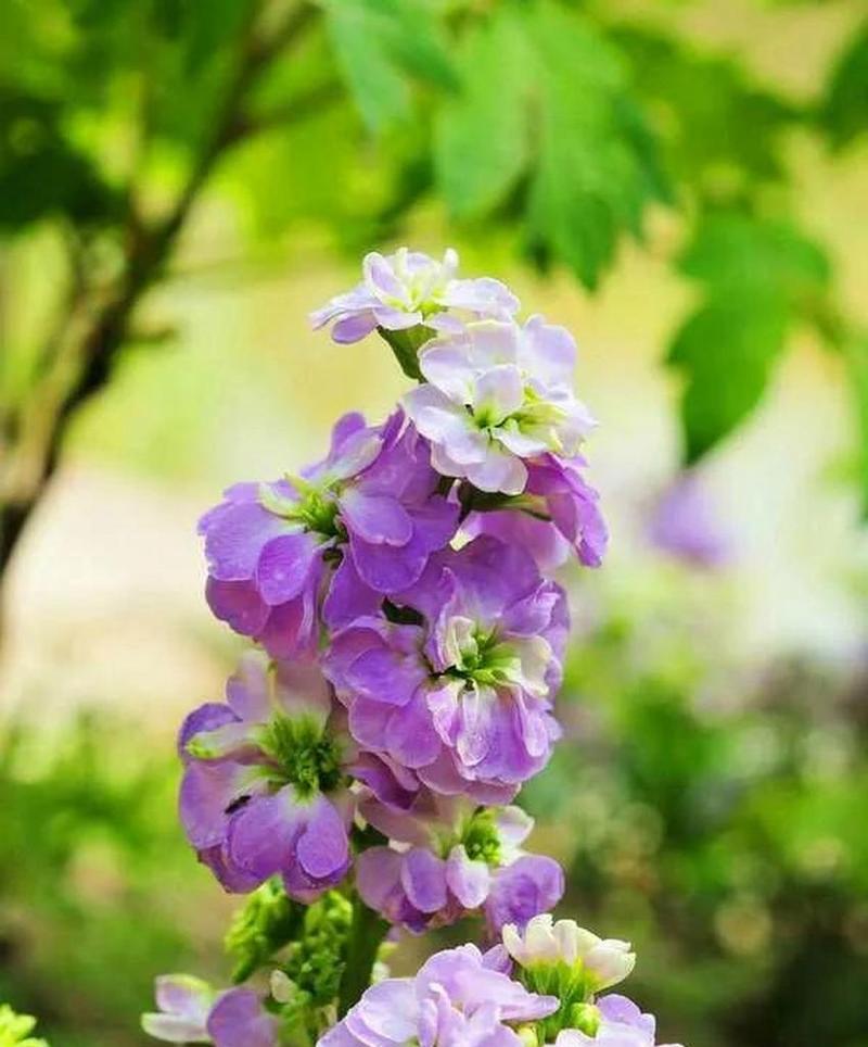 低调花语传达了哪些信息？