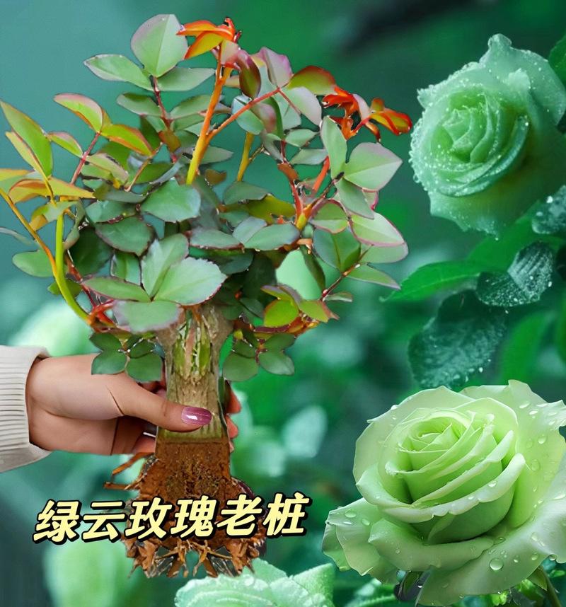 绿玫瑰老桩的花语有何特别之处？