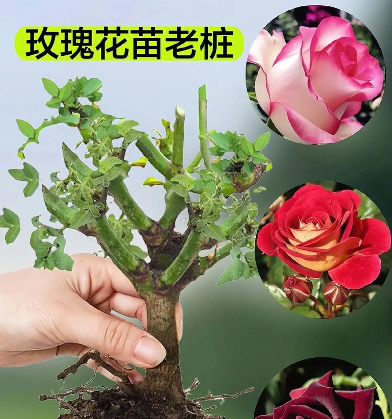 绿玫瑰老桩的花语有何特别之处？