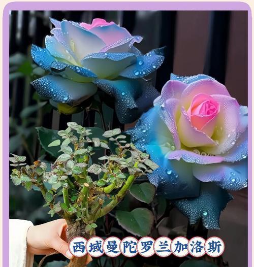 绿玫瑰老桩的花语有何特别之处？