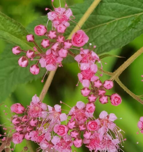 紫菊的花语代表什么？它在花语中传达了哪些情感？