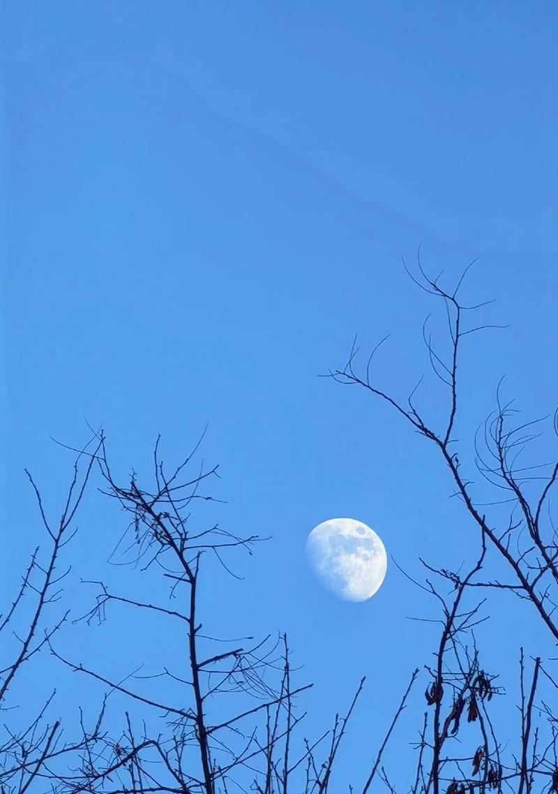 枯树开花的花语和寓意是什么？