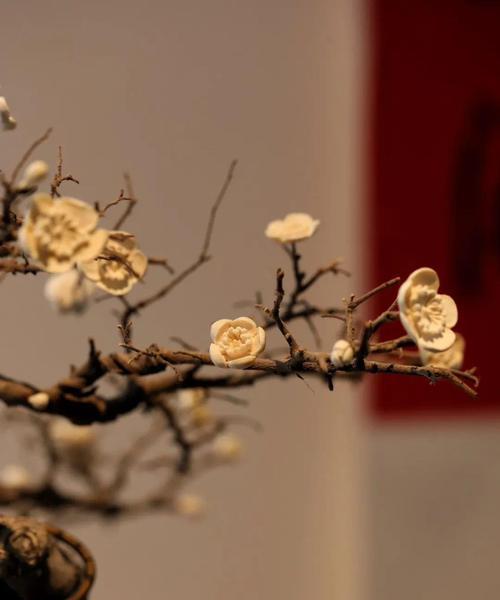 枯树开花的花语和寓意是什么？