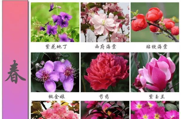 幼儿绘本中每个季节的花语是什么？它们各自代表什么？