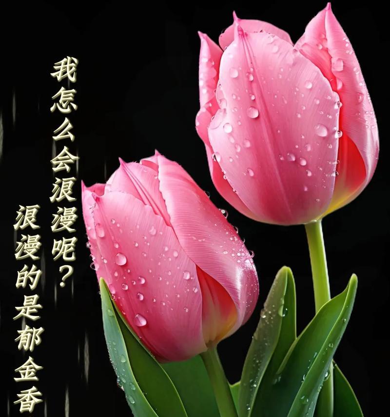 郁金香最旺的花语有何特别之处？