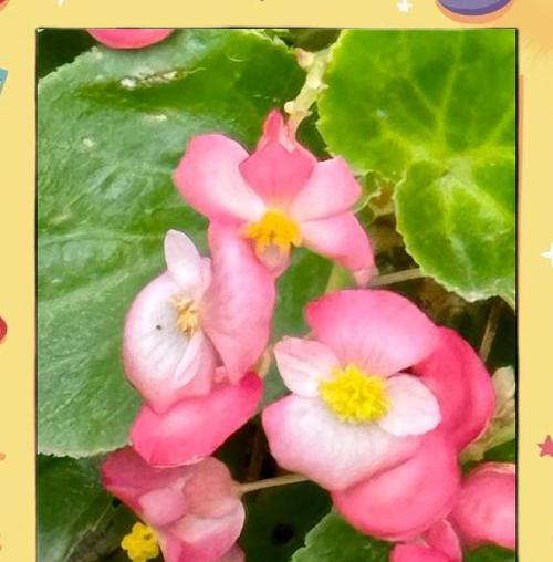 秋天有哪些好看的花及其花语？它们各自象征着什么？
