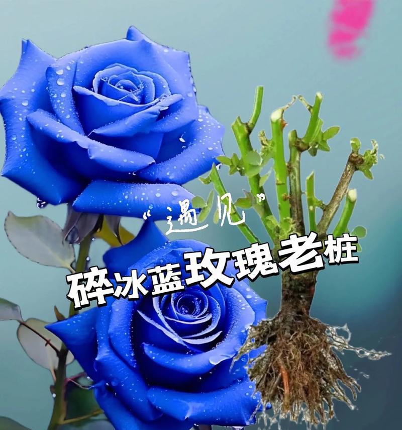 奶蓝色玫瑰花语有何特殊含义？