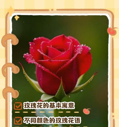 皇后的风采花语是什么？它象征着怎样的尊贵？