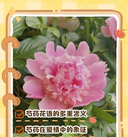 皇后的风采花语是什么？它象征着怎样的尊贵？