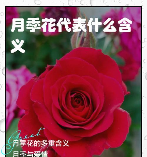 皇后的风采花语是什么？它象征着怎样的尊贵？