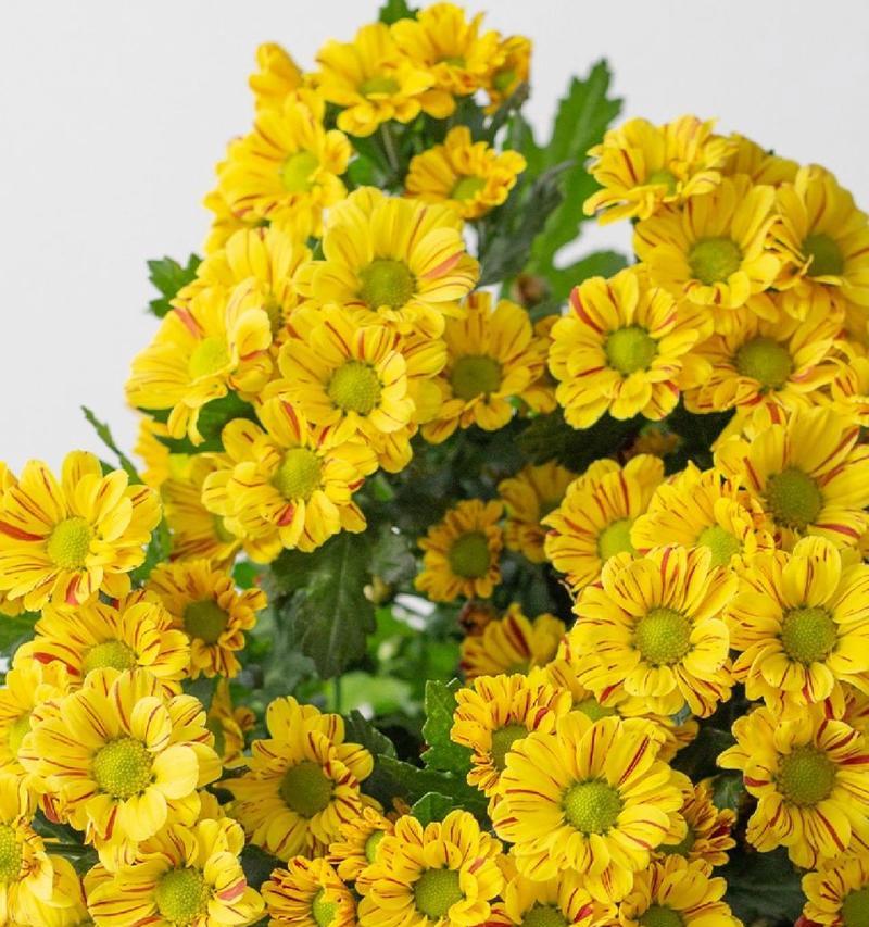 雏菊的花语有哪些积极含义？