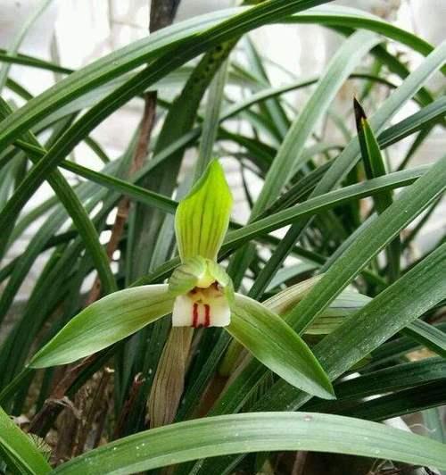 春兰花的花语表达了什么？它传递了哪些情感？