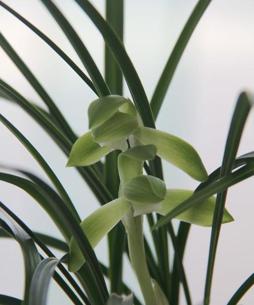 春兰花的花语表达了什么？它传递了哪些情感？