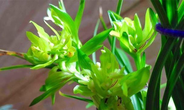 春兰花的花语表达了什么？它传递了哪些情感？