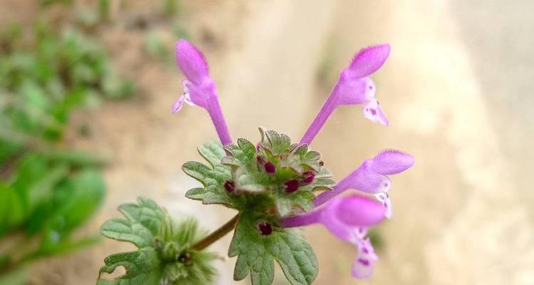宝盖草的花语有哪些？宝盖草在花语中象征什么？