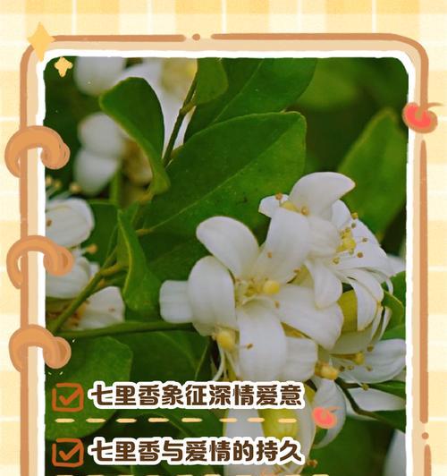 哪些花语暗示着结束？