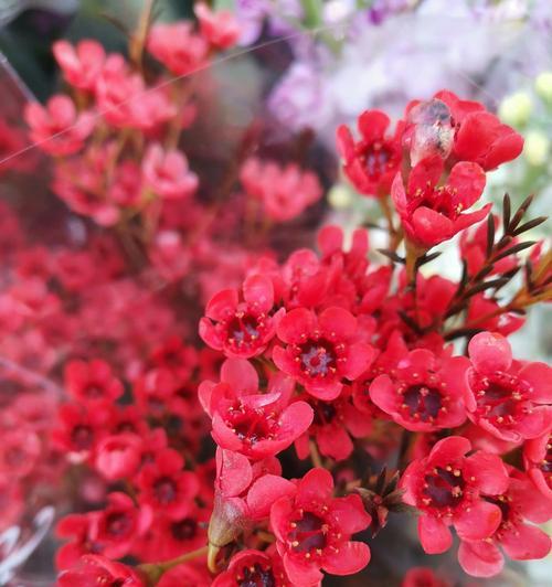 粉色腊梅花的花语是什么？