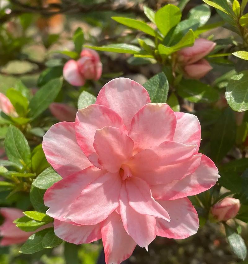 粉色腊梅花的花语是什么？