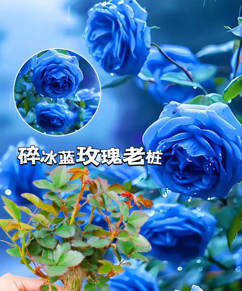 33朵碎冰蓝的花语是什么含义？