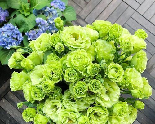 清新花语裙子上的绿色花代表什么？