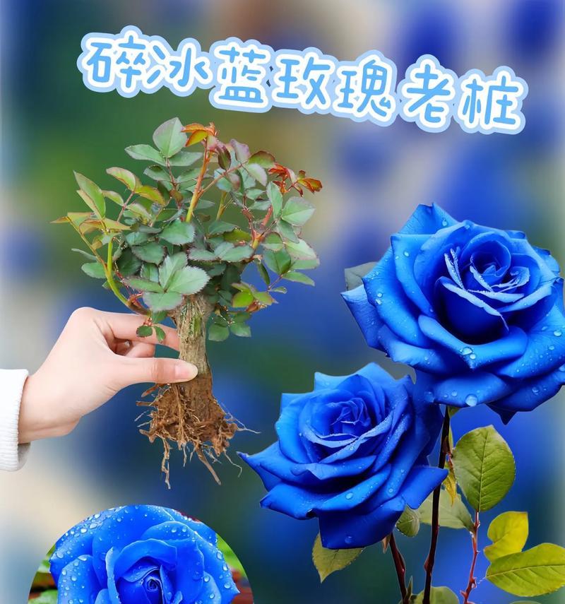 玫瑰花语如何表达爱意？以爱之名有何深意？
