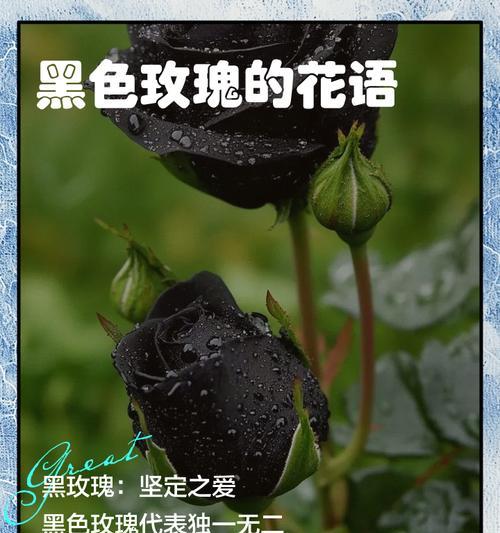 玫瑰花语如何表达爱意？以爱之名有何深意？