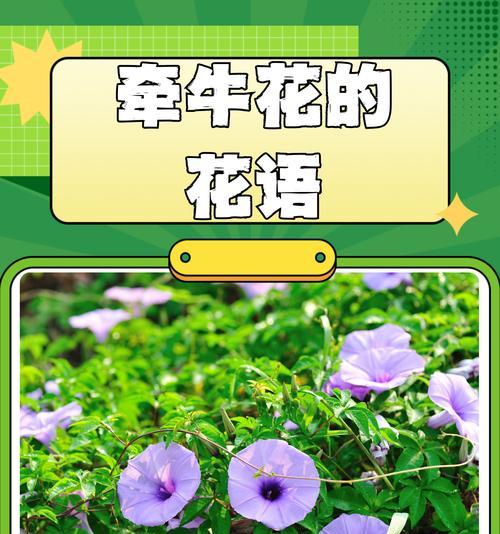把爱藏在心底的花语代表什么？