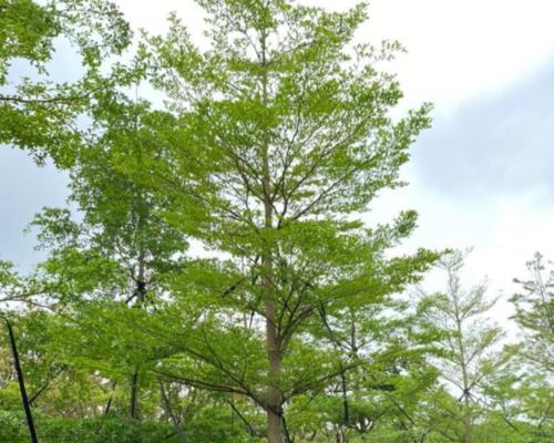 小叶榄仁代表什么？小叶榄仁的花语有何特别之处？