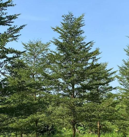 小叶榄仁代表什么？小叶榄仁的花语有何特别之处？