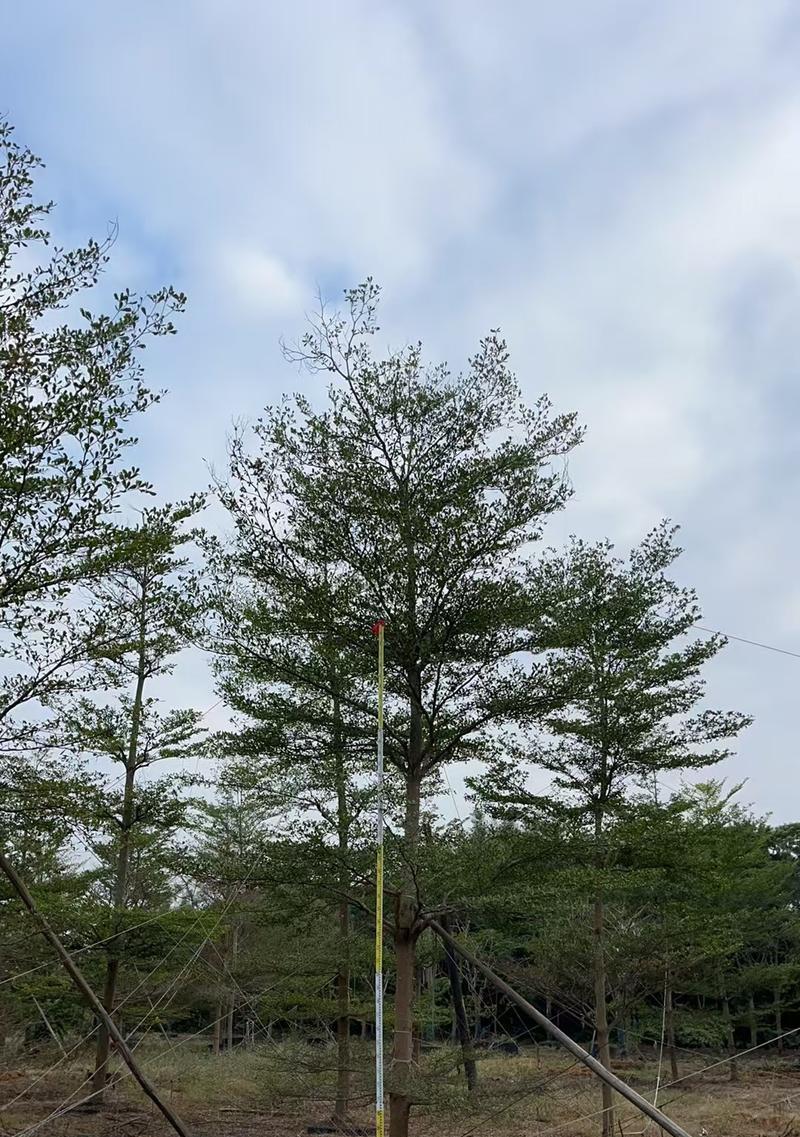 小叶榄仁代表什么？小叶榄仁的花语有何特别之处？