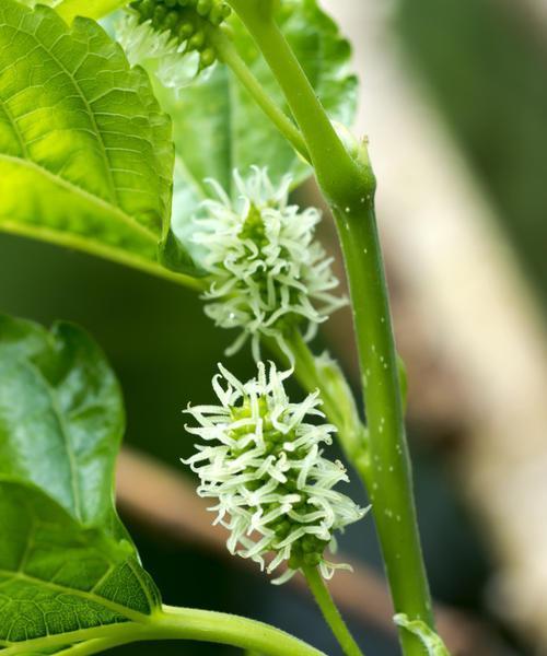桑葚果的寓意和花语有何特别之处？代表了什么？