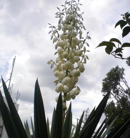 菠萝花束的花语是什么？它代表了什么样的情感或信息？