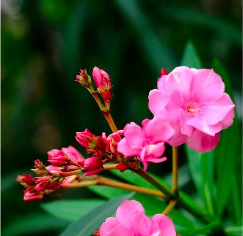 温柔充满希望的花语代表什么？这种花语有何特别之处？