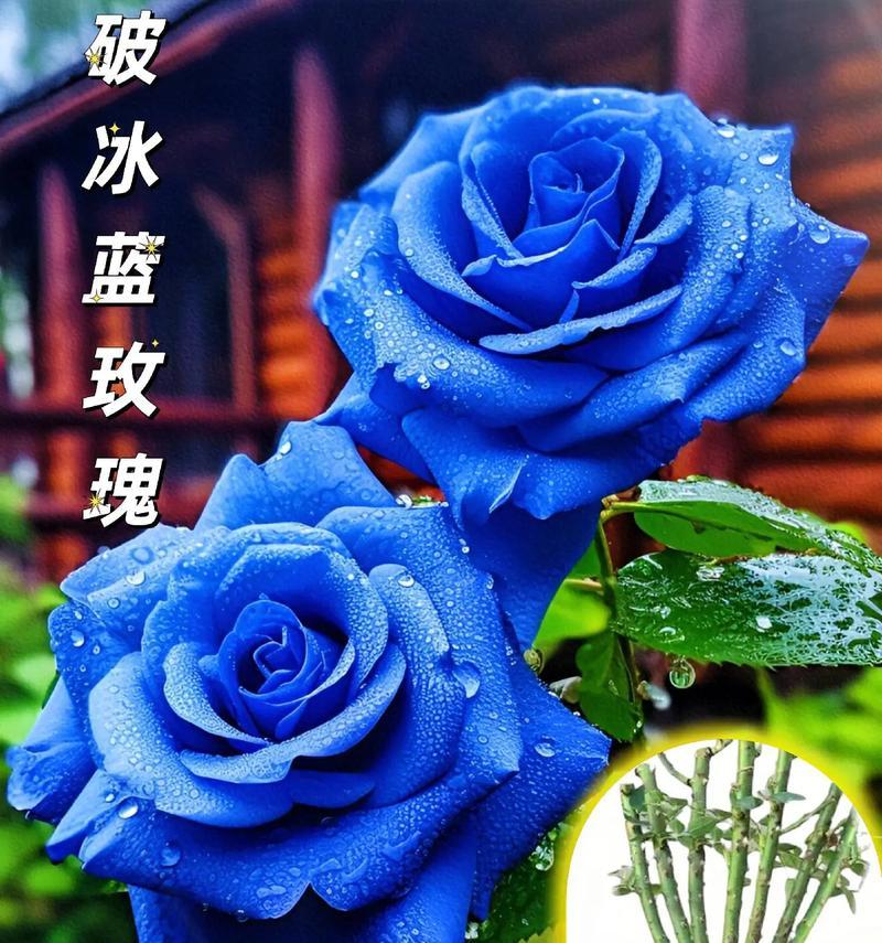 蓝玫瑰花包多少朵花束寓意好？蓝玫瑰花束的含义是什么？
