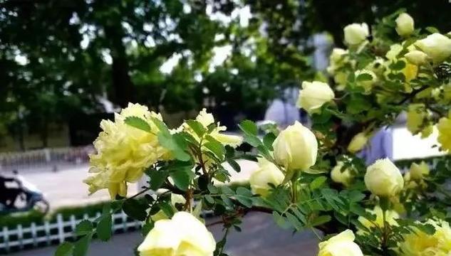 金蔷薇花语有哪些深层含义？