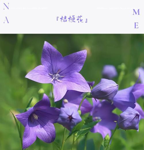 保持初衷的花语代表什么？