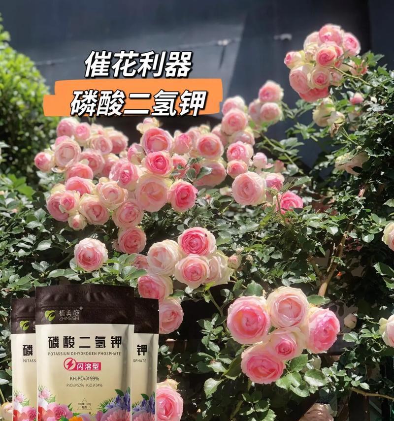 保持初衷的花语代表什么？