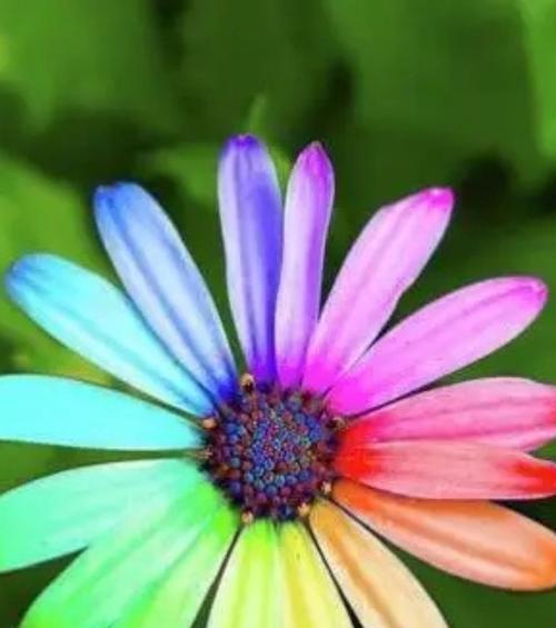希望不止的花语是什么？哪种花能表达持续的希望和鼓励？