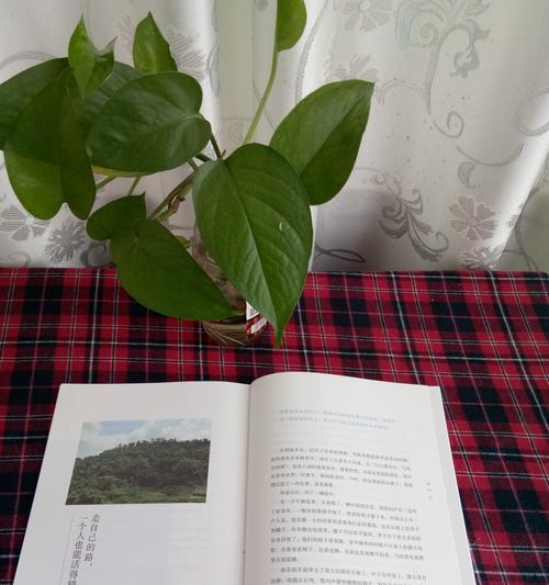 烟火人家的花语有何寓意？烟火人家的花语是什么？