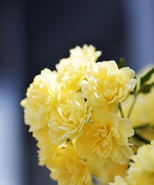 黄色辉煌花的花语代表了什么？