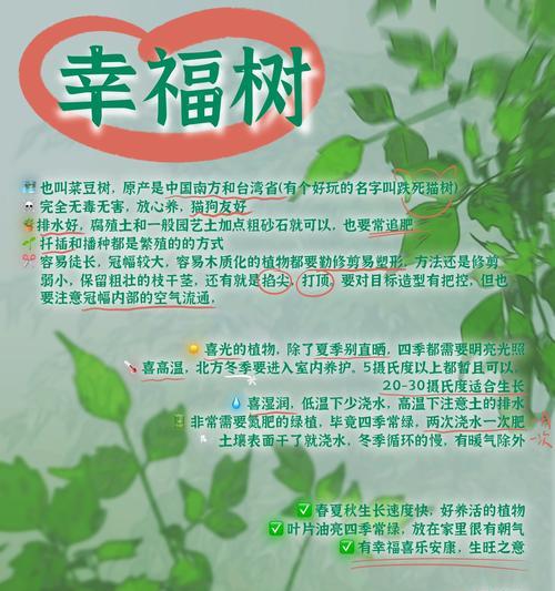 幸福树和绿宝的花语分别是什么？